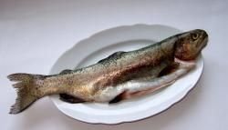 Regenbogenforelle BIO